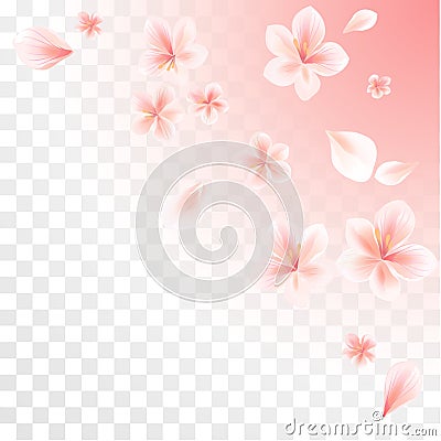 Pink Sakura flowers and flying petals isolated on transparent Pink gradient background. Cherry blossoms. Vector Vector Illustration