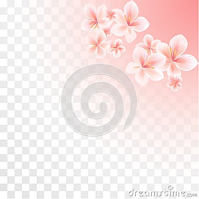 Pink Sakura flowers isolated on transparent gradient background. Flowers of apple. Cherry blossoms. Vector Vector Illustration