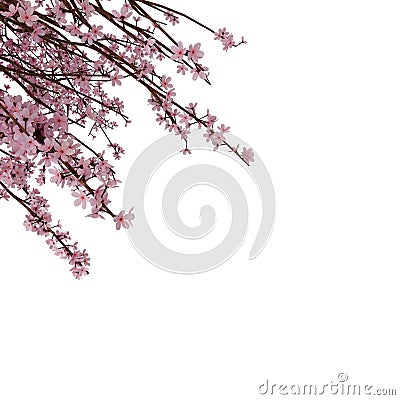 Pink Sakura Frame Cherry Blossom. Realistic 3D Render. Isolated On White Background Stock Photo