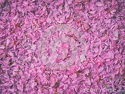 Pink sakura japanese cherry petals, natural abstract background Stock Photo