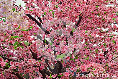 Sakura Stock Photo