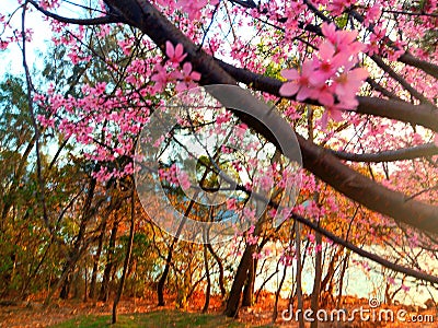 Pink Sakura on sky background. Brown and yellow leaves on deciduous trees around river. Stock Photo