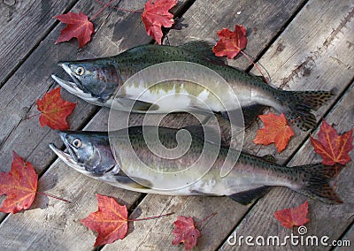 Pink salmon Stock Photo