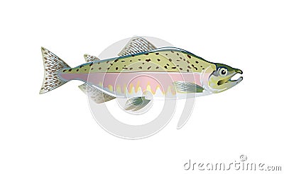 Pink salmon fish. Vector illustration optimized from to be used in small sizes in packaging design, decoration, educational graphi Vector Illustration