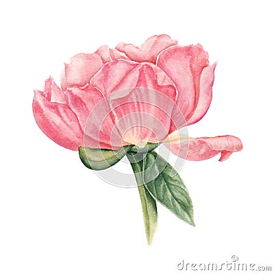 Pink, salmon peony watercolor botanical illustration isolated on white background Cartoon Illustration