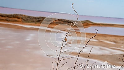 Pink salt, sea salt, made from microscopic unicellular algae secretes betacaratin minerals grown by bacteria light Stock Photo