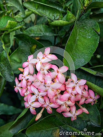 Pink santan flower Stock Photo