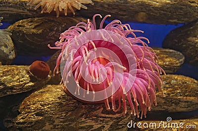 Pink sea anemone Stock Photo