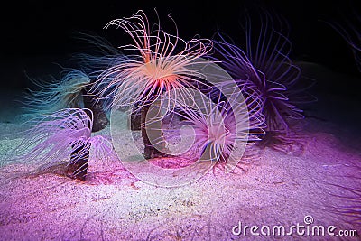 Pink Sea anemone (Actiniaria) waving in water Stock Photo