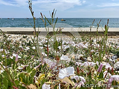 Pink sea bindweed with sea in background Stock Photo