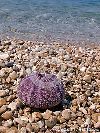 Pink sea urchin Stock Photo