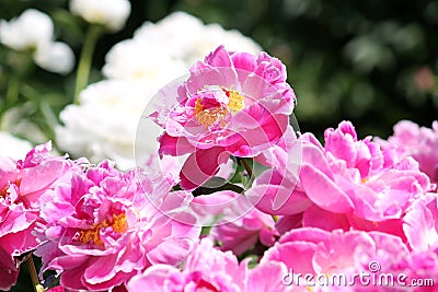 Pink semi-double flowers of Paeonia lactiflora cultivar Auguste Dessert. Flowering peony plant in garden Stock Photo