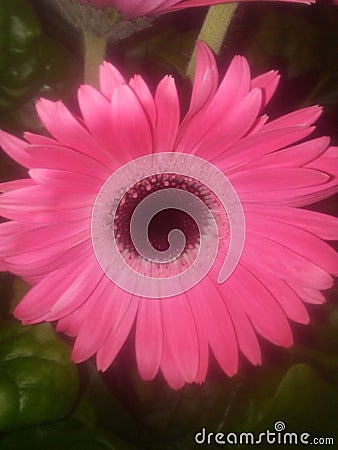 Single Pink Gerbera Daisy flower in full bloom. Stock Photo