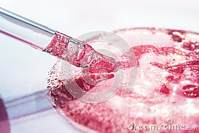Pink serum drop with pipet on bright background. Scientist glass eyedropper pipette. Beauty concept Stock Photo