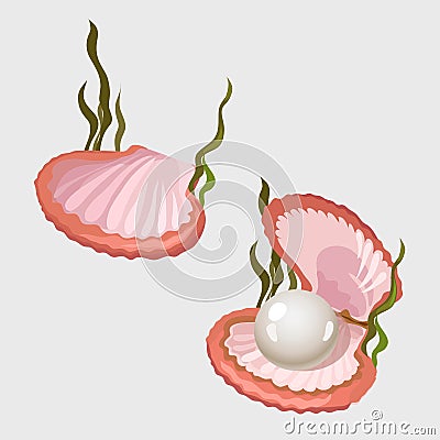 Pink shell with pearl and algae, image isolated Vector Illustration