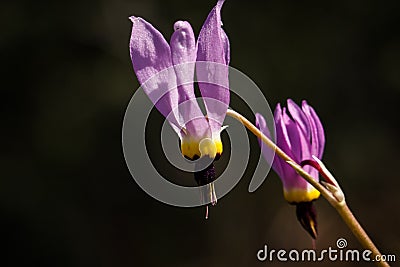 Pink shooting star Dodecatheon wildflower Stock Photo