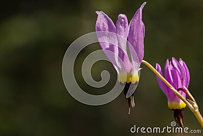 Pink shooting star Dodecatheon wildflower Stock Photo
