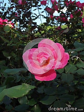 Pink Shrub Rose in Bloom Stock Photo