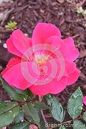 Pink shrub rose blooms with morning dew Stock Photo