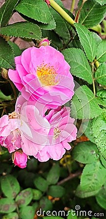 Pink shrub rose among leaves in portrait position Stock Photo