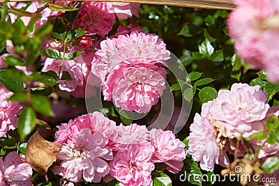 Pink shrub roses in a cottage garden. Stock Photo