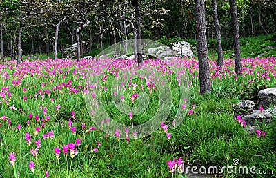 Pink Siam tulips Curcuma alismatifolia blooming in the field Stock Photo