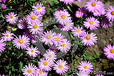 Pink Siberian Aster Tataricus Floral Stock Photo