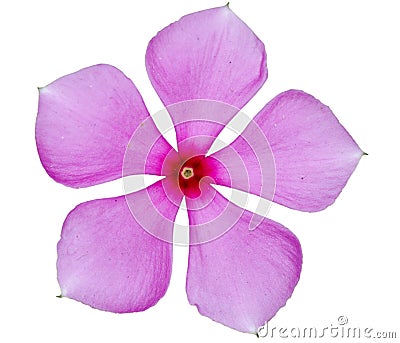 Pink single flower Stock Photo