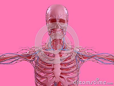 Pink skeleton on fun pink studio background. Graphic, design, modern. Stock Photo