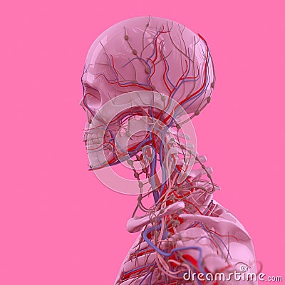 Pink skeleton on fun pink studio background. Graphic,design,modern. Stock Photo