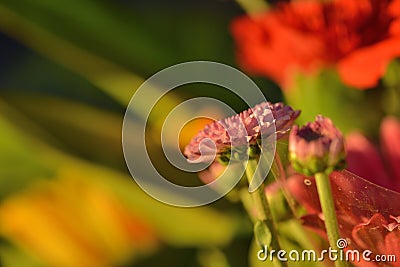 Pink small chrysanthemum Stock Photo
