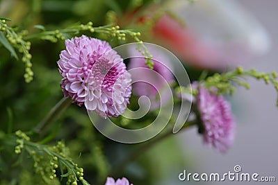 Pink small chrysanthemum Stock Photo