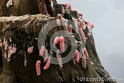 Pink snail / conch eggs Stock Photo