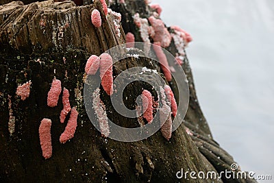 Pink snail / conch eggs Stock Photo