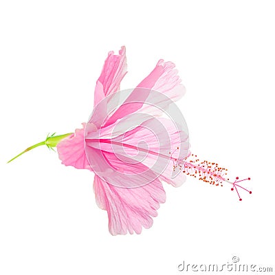 Pink soft Hibiscus flower head is isolated on white background, Stock Photo