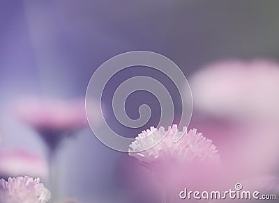 Pink soft light nature background Stock Photo