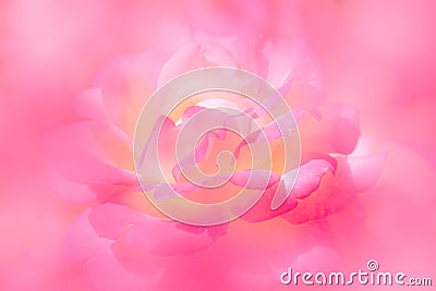 Pink and soft yellow rose petals nature abstract background Stock Photo