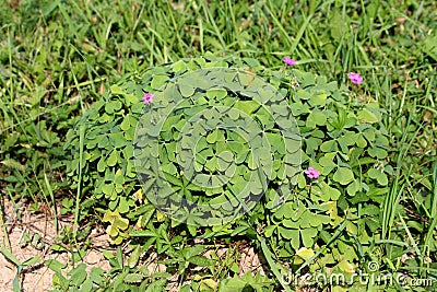 Pink sorrel or Oxalis articulata flowering plant shaped like small bush with dense green leaves and few fully open pink flowers Stock Photo