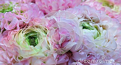 Pink special ranunculus flowers Asiaticus bridal flowers Stock Photo