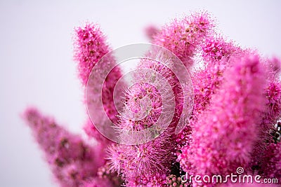 Pink Spirea flowers on bush. Spiraea flowers decorative gardening management Stock Photo