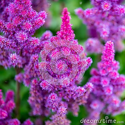 Pink spirea - purple rain - astilbe chinensis - flowering purple astilbe in summer Stock Photo