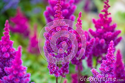 Pink spirea - purple rain - astilbe chinensis - flowering purple astilbe in summer Stock Photo