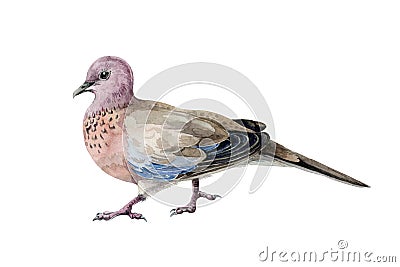 Pink spotted pigeon watercolor illustration. Asian common bird, wood dove, hand drawn image. Wild beautiful pigeon isolated on whi Cartoon Illustration
