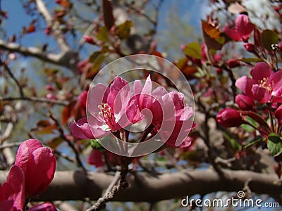 Pink Spring Blossoms Stock Photo