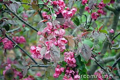 Pink Spring flowers erupt on a garden Tree Stock Photo