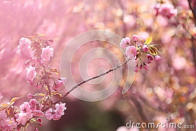 Pink spring flowers with many light spheres Stock Photo