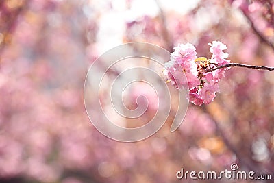 Pink spring flowers with many light spheres Stock Photo