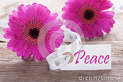 Pink Spring Gerbera, Label, Text Peace Stock Photo