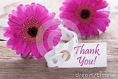 Pink Spring Gerbera, Label, Text Thank You Stock Photo