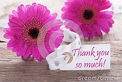 Pink Spring Gerbera, Label, Text Thank You So Much Stock Photo